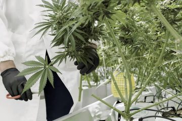 How to find a qualified cannabis consultant online